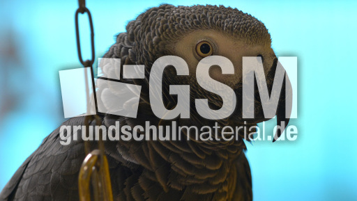 Kongo-Graupapagei (3).jpg